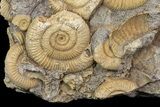 Dactylioceras Ammonite Cluster - Germany #77182-1
